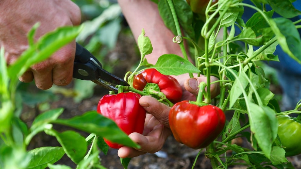 Zwei Männerhände schneiden Paprika von einer Pflanze.