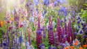 Im Frühling und Sommer kann ein immerblühendes Beet zu Hochtouren auflaufen, aber auch für den Herbst und Winter gibt es Blühpflanzen, die das Beet mit ihren Blüten schmücken.