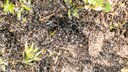 Invasive Ameisen der Art „Tapinoma magnum“