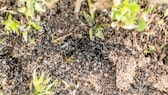 Invasive Ameisen der Art „Tapinoma magnum“