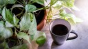 Kalter Kaffee ist viel zu schade, um ihn wegzuschütten, man kann ihn wunderbar verwenden