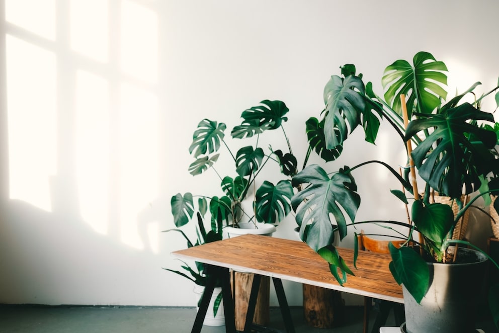 The Monstera develops many aerial roots, from which new plants can be grown