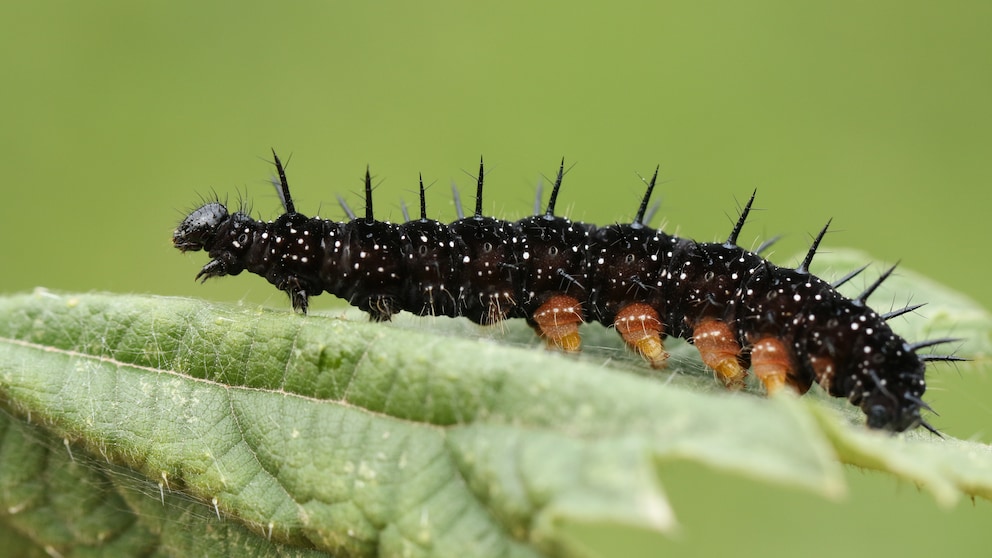 Raupenfutterpflanzen wie die Brennessel locken Tagpfauenaugen an. Hier legen sie ihre Eier an, aus denen dann Raupen wie diese schlüpfen.