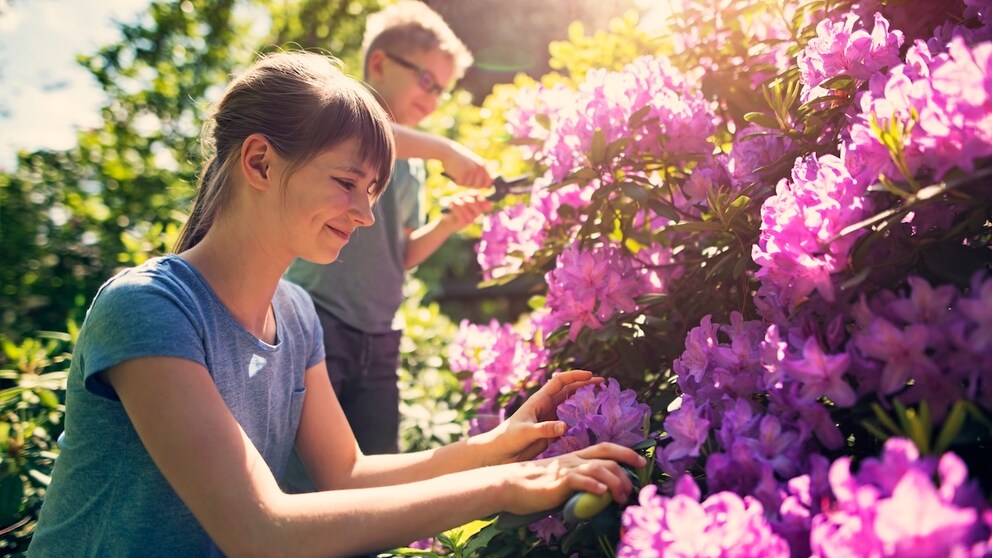 Wenn ein Rhododendron verkalkt, kann man ihn schneiden, es ist aber kein Muss