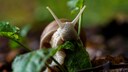 Schnecke im Garten