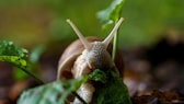 Schnecke im Garten