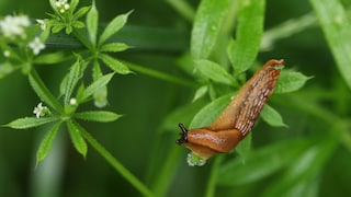 Schnecken können Fraßschäden an Gartenpflanzen hinterlassen