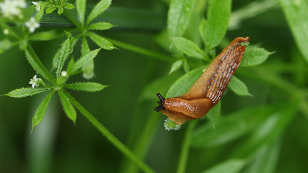 Schnecken können Fraßschäden an Gartenpflanzen hinterlassen