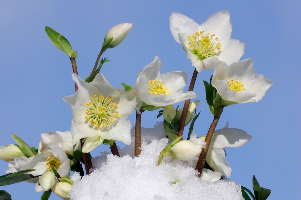 Die Christrose blüht vor allem rund um Weihnachten und steht neben Weihnachtsstern und Amaryllis deshalb oft auf festlichen Tafeln.