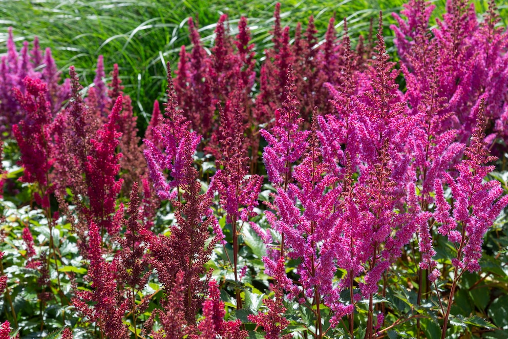 Prachtspieren stechen durch ihre langen und farbintensiven Blüten aus dem Schattenbeet hervor.