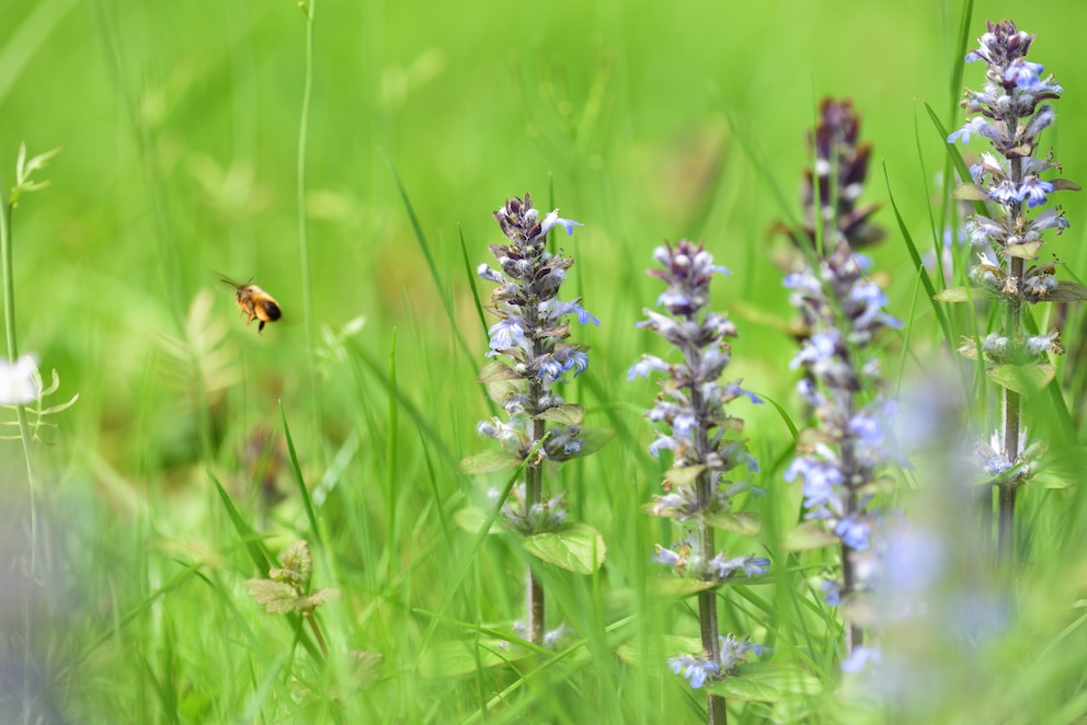 Auch Bienen fliegen auf den Kriechenden Günsel.