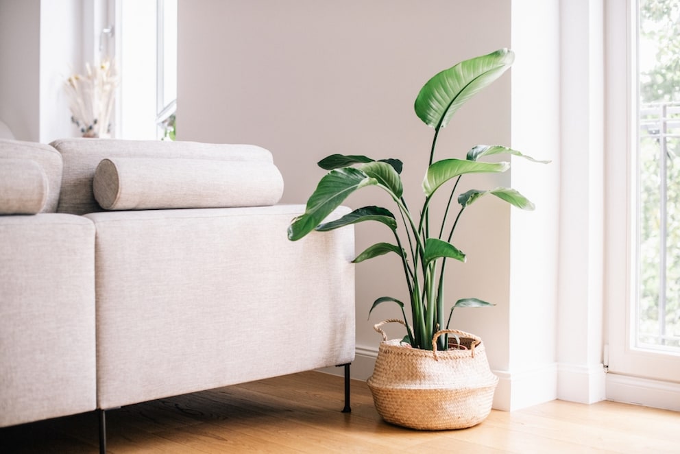 Due to its large leaves, you should plan for enough space if you choose a Bird of Paradise