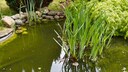 Meist ist eine Alge für grünes Teichwasser verantwortlich