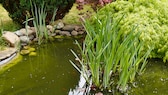 Einen Gartenteich richtig anlegen und pflegen Tipps myHOMEBOOK