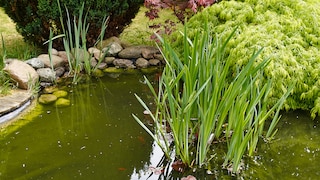 Meist ist eine Alge für grünes Teichwasser verantwortlich