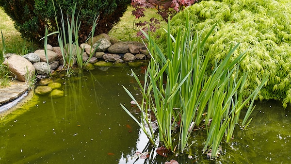 Aus diesem Grund färbt sich Teichwasser im Garten grün
