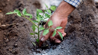 Nicht jedes angepriesene Hausmittel eignet sich als Dünger für Tomaten