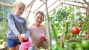 Tomaten bieten sich für Gartenanfänger an, allerdings sollte man beim Gießen auf ein paar Dinge achten