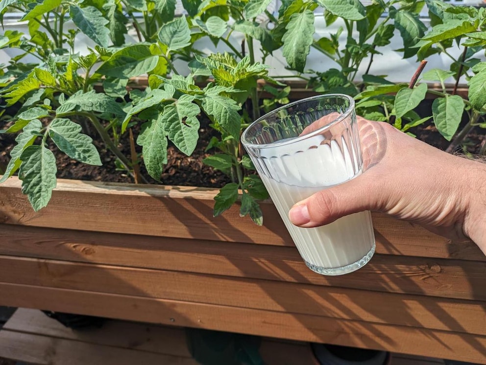 Schöne Tomaten Düngen Mit Milch Ebenbild