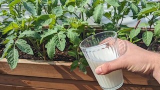 Ein Internet-Trend besagt, dass man Tomaten mit Milch düngen kann. Wenn man das machen möchte, sollte man aber ein paar Dinge beachten.