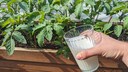 Ein Internet-Trend besagt, dass man Tomaten mit Milch düngen kann. Wenn man das machen möchte, sollte man aber ein paar Dinge beachten.
