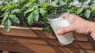 Ein Internet-Trend besagt, dass man Tomaten mit Milch düngen kann. Wenn man das machen möchte, sollte man aber ein paar Dinge beachten.