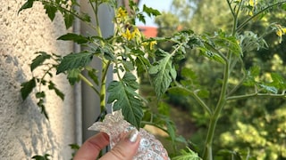 Es kann erstaunliche Ergebnisse bringen, wenn man Tomaten mit Salzwasser gießt