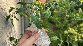 Es kann erstaunliche Ergebnisse bringen, wenn man Tomaten mit Salzwasser gießt