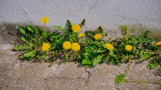 Wenn Unkraut auf dem Gehweg vor dem Haus wächst, sieht das nicht schön aus. Doch wer ist für die Entfernung verantwortlich?