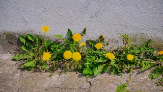 Wenn Unkraut auf dem Gehweg vor dem Haus wächst, sieht das nicht schön aus. Doch wer ist für die Entfernung verantwortlich?