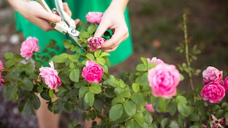 Wenn man verblühte Rosen von der Pflanze abschneiden möchte, sollte man ein paar Punkte beachten