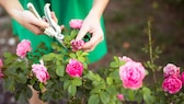 Wenn man verblühte Rosen von der Pflanze abschneiden möchte, sollte man ein paar Punkte beachten