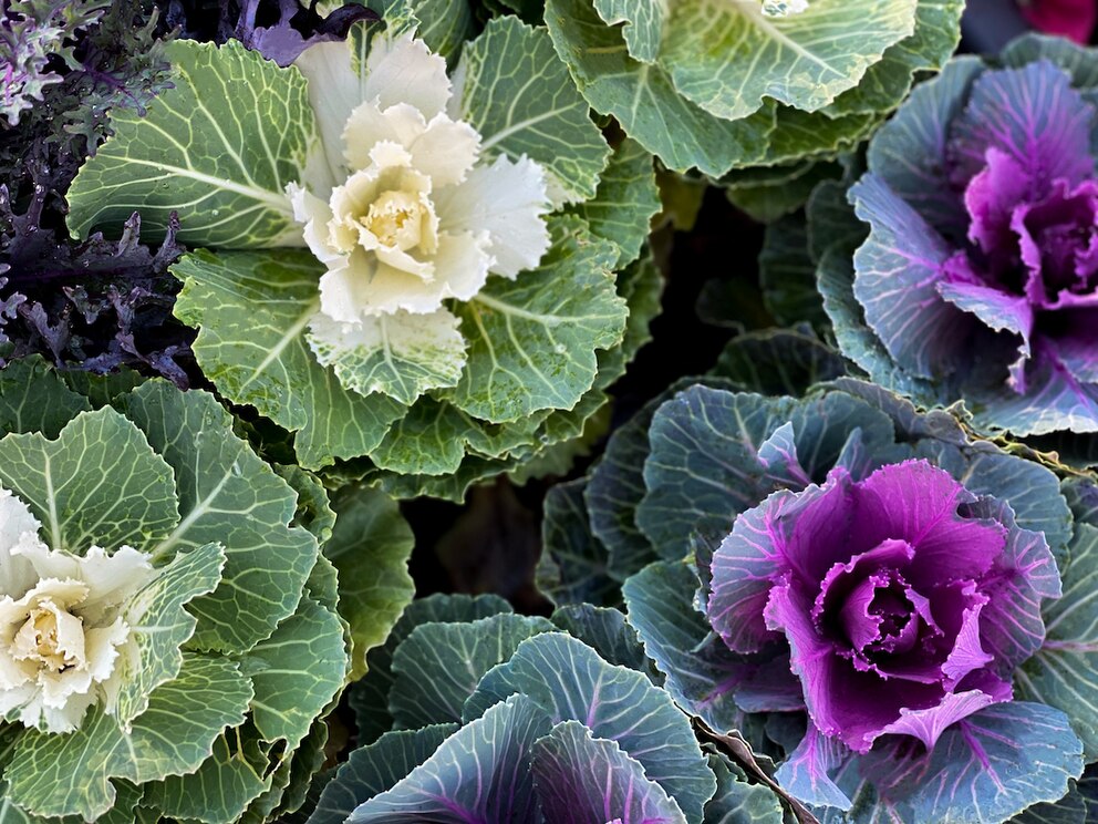 Sieht nicht nur hübsch aus, sondern ist auch essbar: Zierkohl kann man im Herbst ernten