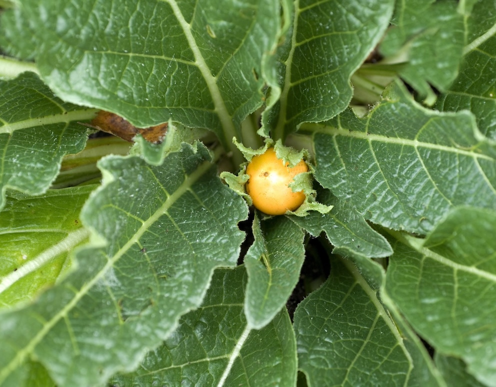 Die Früchte der Alraune erinnern an Tomaten, sollte aber nicht gegessen werden, da sie giftig sind