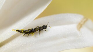 Gewittertierchen