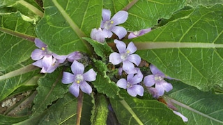 Die Alraune hat eine wunderschöne Blüte. Ihre Wurzel erinnert an den menschlichen Körper