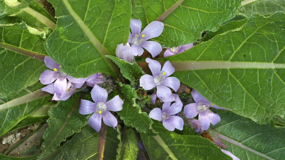 Die Alraune hat eine wunderschöne Blüte. Ihre Wurzel erinnert an den menschlichen Körper