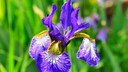 Warum sind blaue Blumen selten?