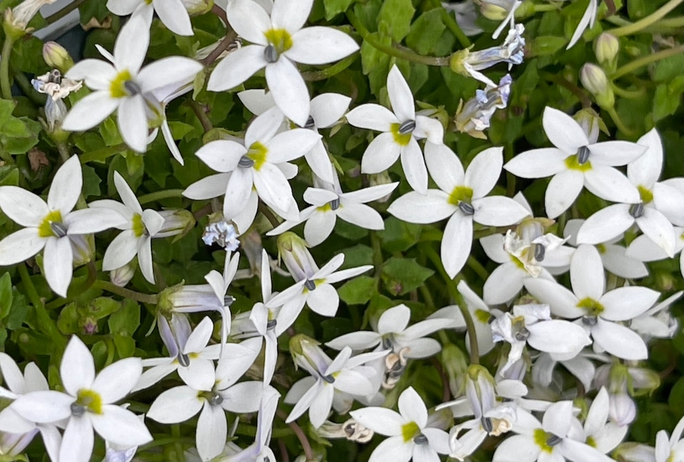 Besonders schön sind die sternförmigen Blüten des Blauen Bubikopfs