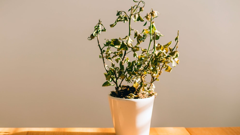 Blumen vergessen zu gießen