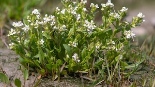 Echtes Löffelkraut (Cochlearia officinalis)