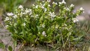 Echtes Löffelkraut (Cochlearia officinalis)
