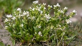 Echtes Löffelkraut (Cochlearia officinalis)