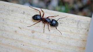 Mithilfe von Hausmitteln kann man Ameisen aus dem Hochbeet schonend und effektiv vertreiben