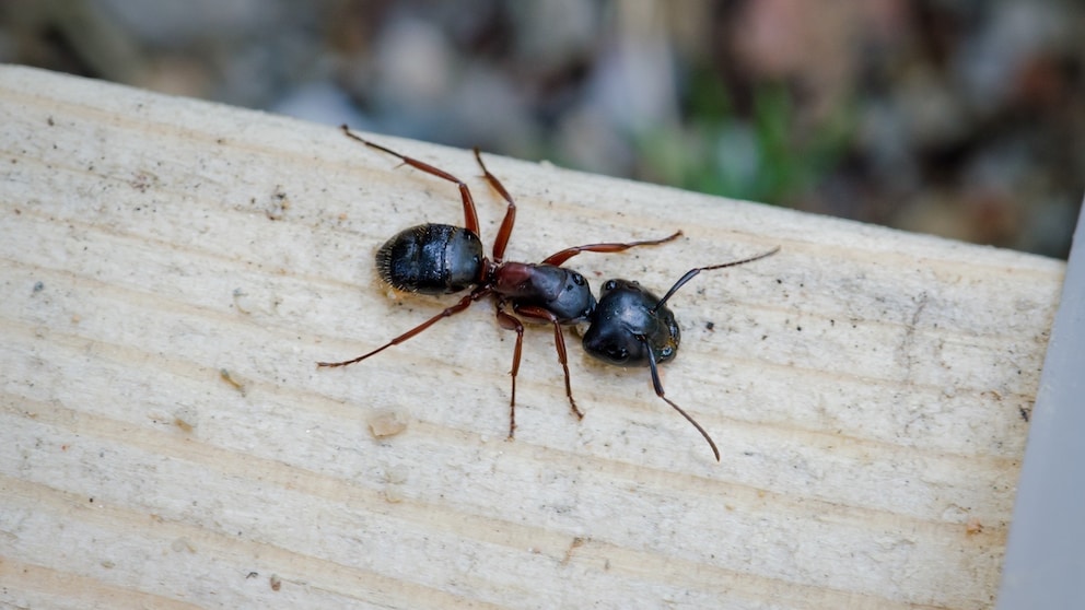 Mithilfe von Hausmitteln kann man Ameisen aus dem Hochbeet schonend und effektiv vertreiben