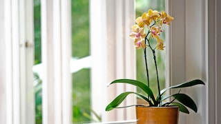 Orchidee verliert Blüten