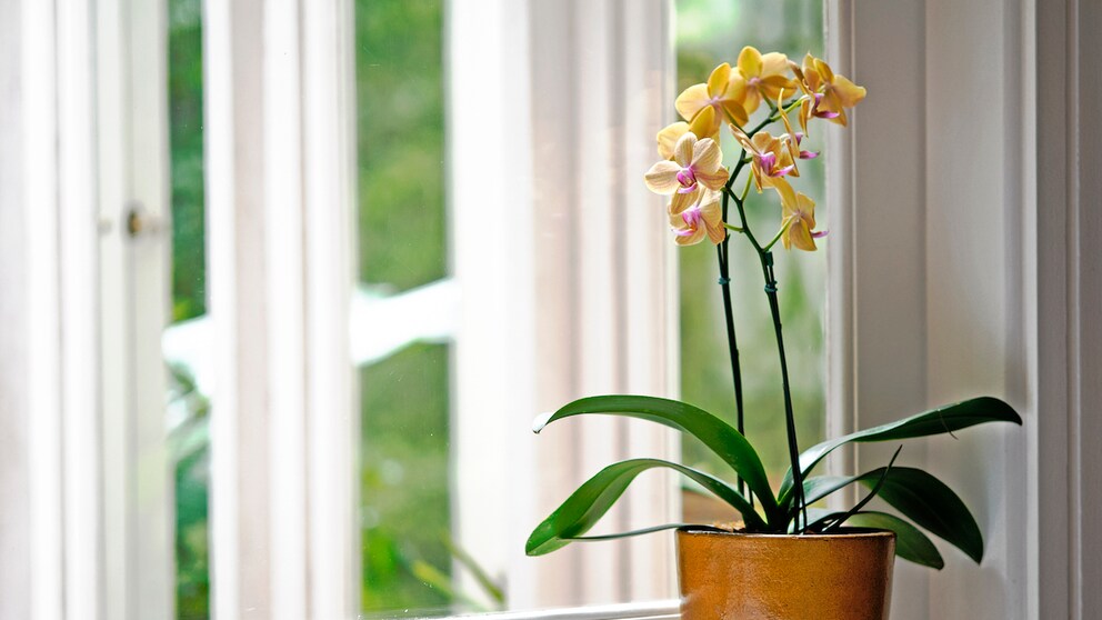 Orchidee verliert Blüten