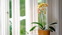 Orchidee verliert Bl&uuml;ten
