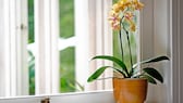 Orchidee verliert Blüten