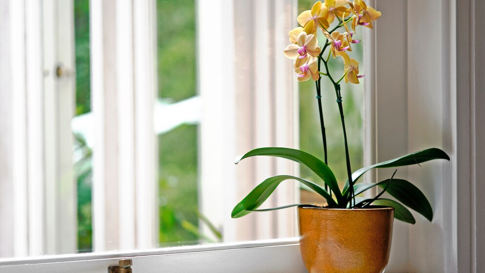 Orchidee verliert Blüten